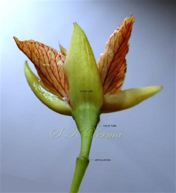  Flower (Lower view)
